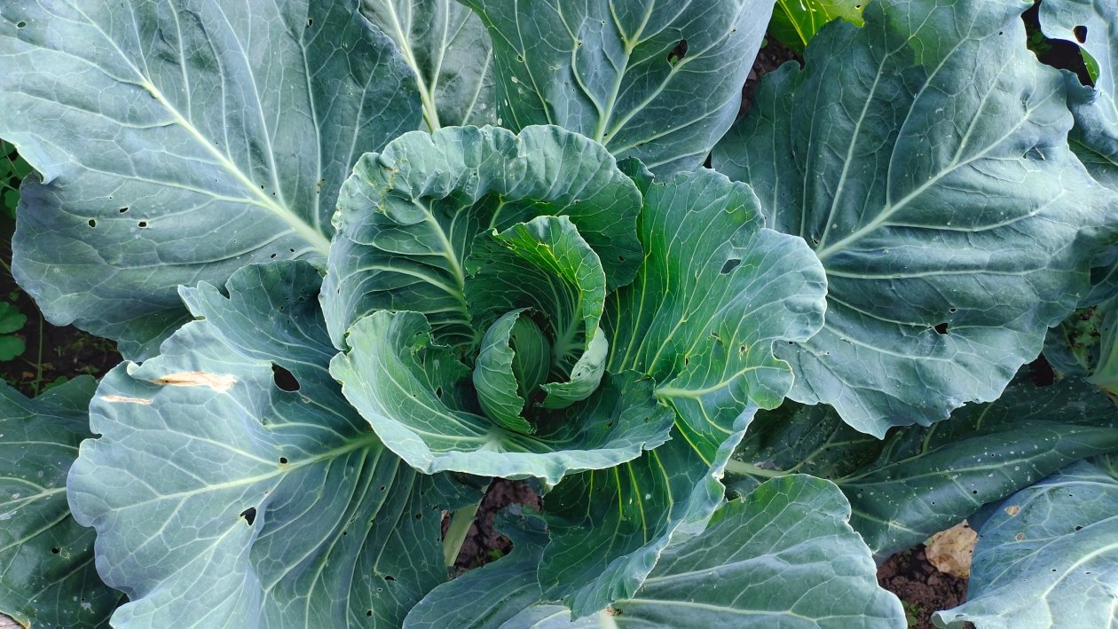 Капуста Автора