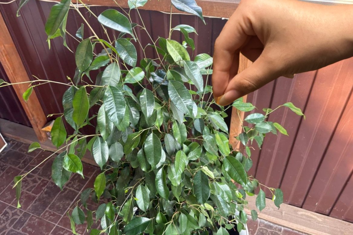 Фикусу Бенджамина обязательно в апреле: 1 ложка на 1 л. теплой воды – и листья крепкие, зеленые, крупные ИА Stavropol.Media