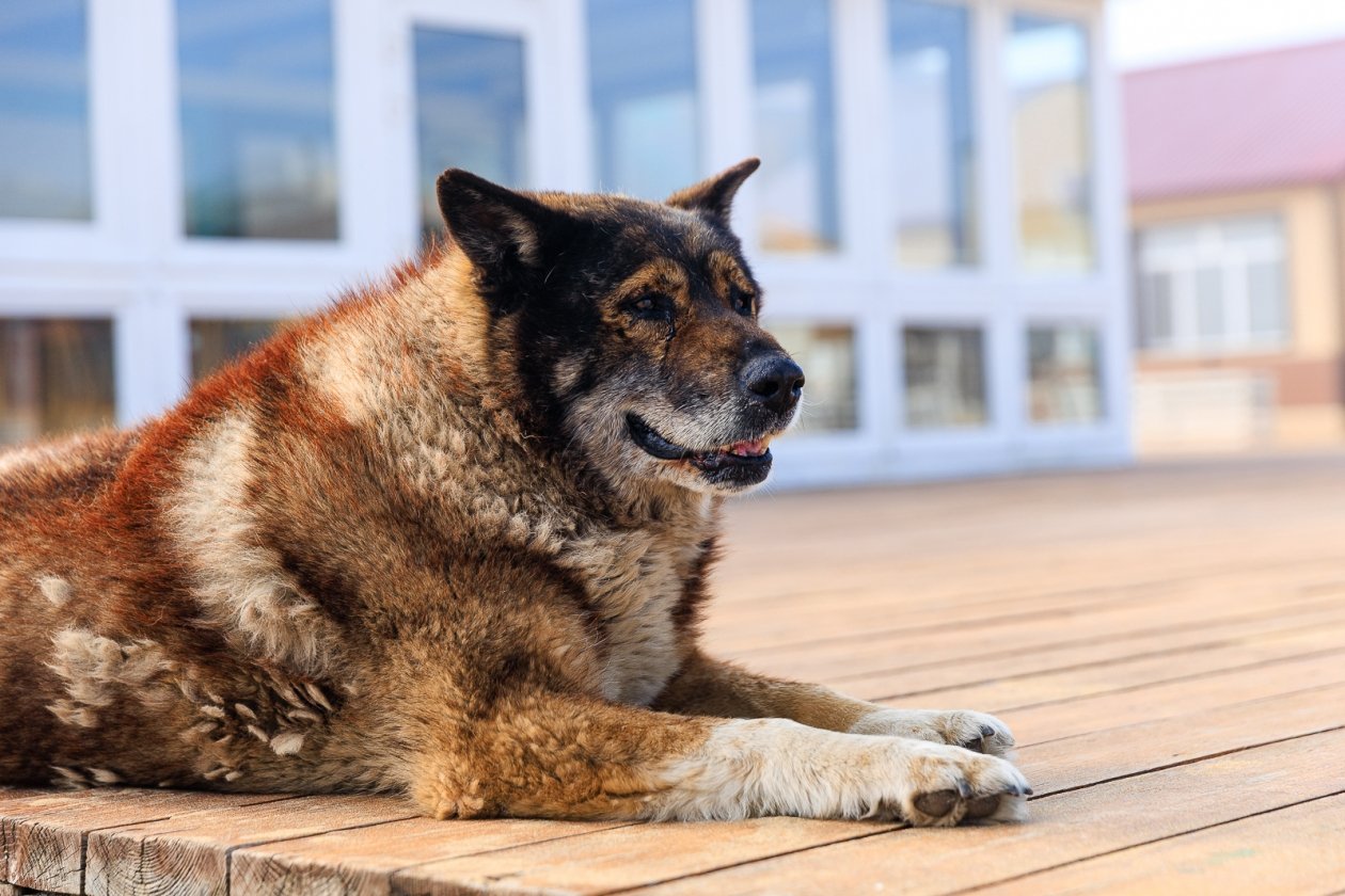 Беру только эти капли - и клещи больше не садятся на мою собаку, а я сплю спокойно Евгений  Кулешов, ИА PrimaMedia.ru