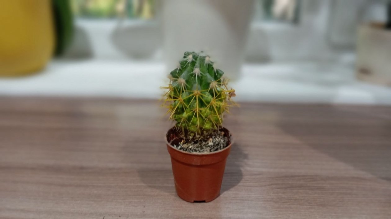 Развела 1 таблетку в литре воды - и мой &quotленивый&quot кактус превратился в цветущий оазис фото автора