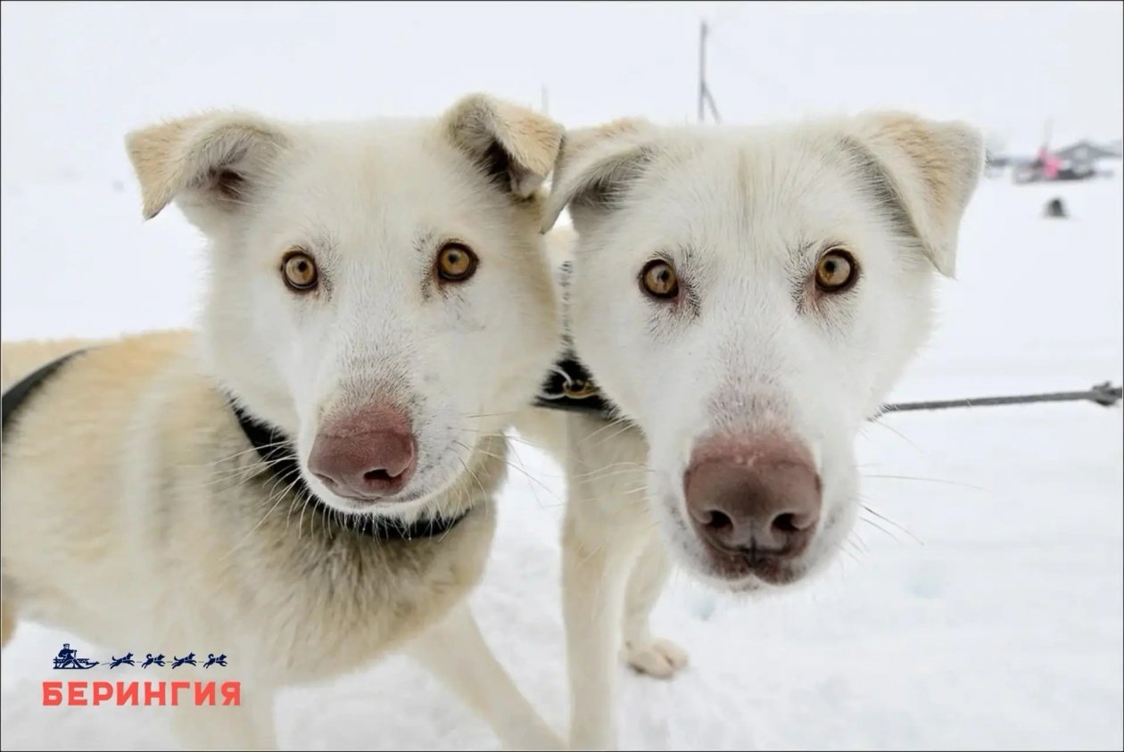 Оргкомитет гонки