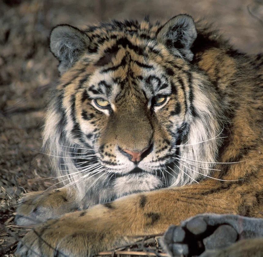 размещено на сайте (12+) Центра