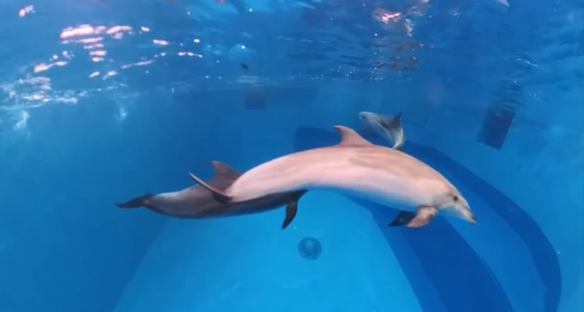 Редкие кадры с охоты афалин tg-канал (18+) Приморский океанариум