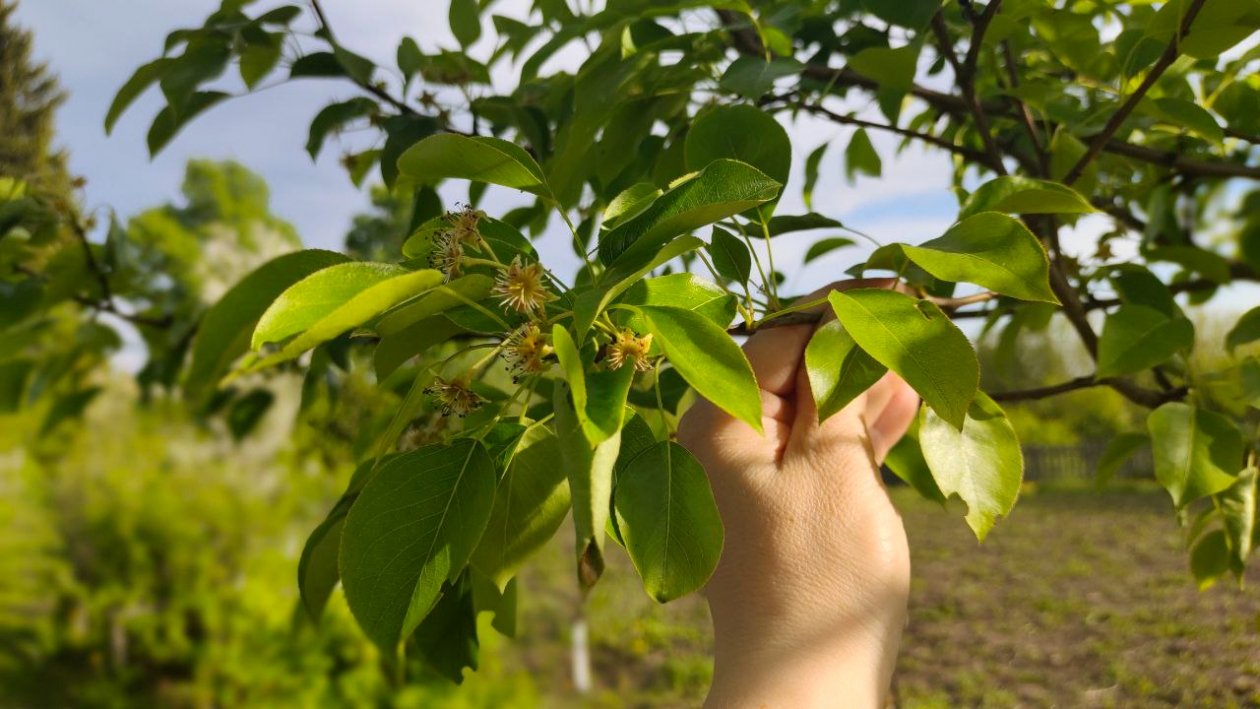 Опасность рядом с грушей: какие растения вызывают ржавые листья и черные пятна - срочно уберите их ИА KrasnodarMedia