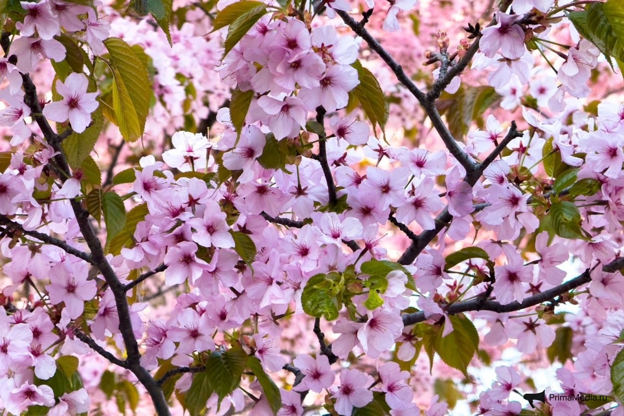 Вишня Илья Аверьянов, ИА PrimaMedia