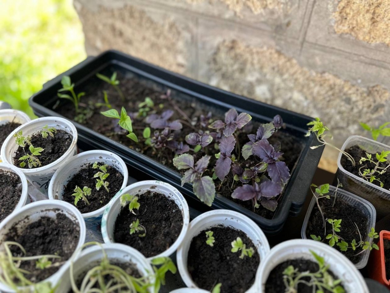 Рассада грезит этим с 26 марта: одна ложка под корень - стоит стеной, без фитолампы ИА SakhalinMedia