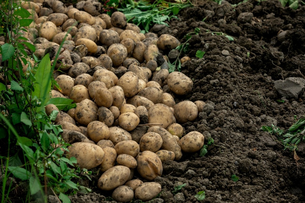 Седьмой год сажаю 5 сортов картофеля - в гнезде до 17 штук: внутри мягкие, кожица тонкая Charles Chen/unsplash