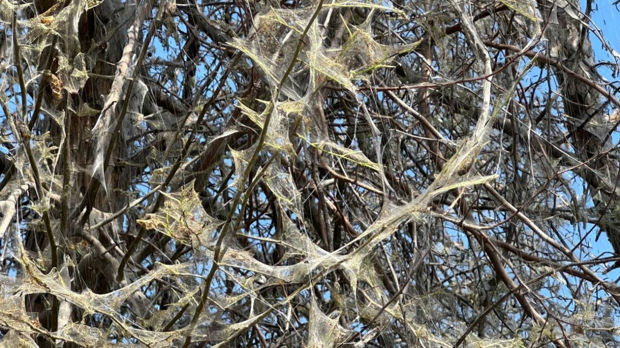 Более 50 тысяч деревьев обработают в Иркутске от горностаевой моли Читатель ИА IrkutskMedia