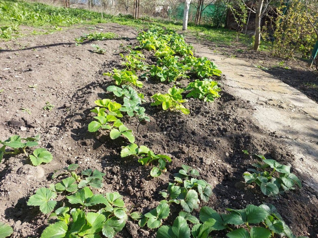 Уязвимое место у пырея: 3 хитрости c почвой, и сорняк удирает с корнями ИА KrasnodarMedia