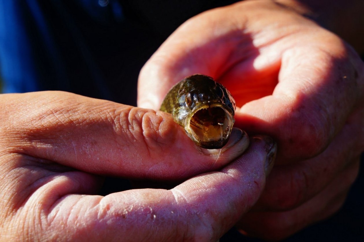 Тематическое фото Ольга Долгополова, ИА UssurMedia
