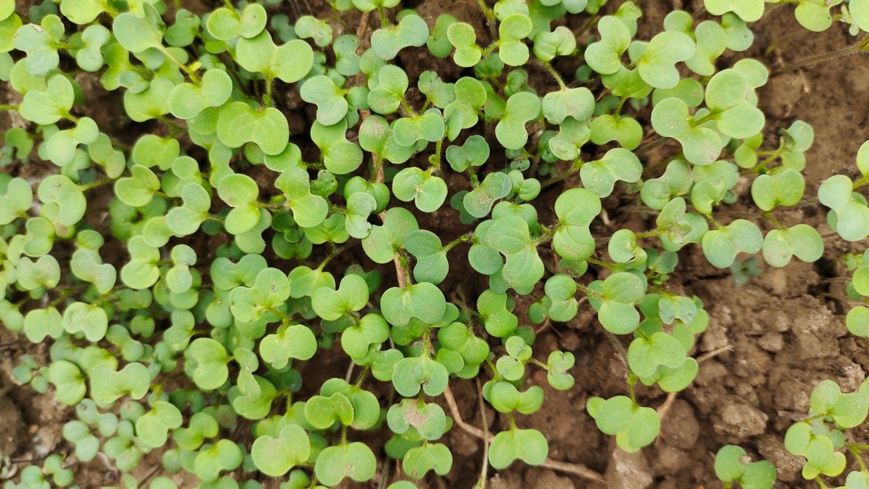 Сидераты Автора