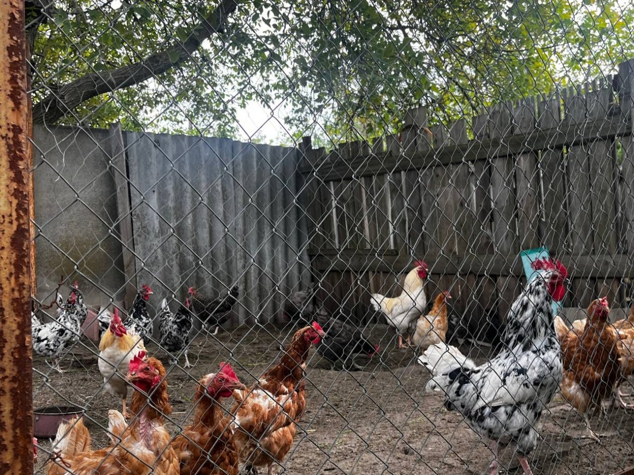 Курам в апреле обязательно: 1 раз в неделю до еды - и от количества яиц сломаются гнезда ИА KrasnodarMedia