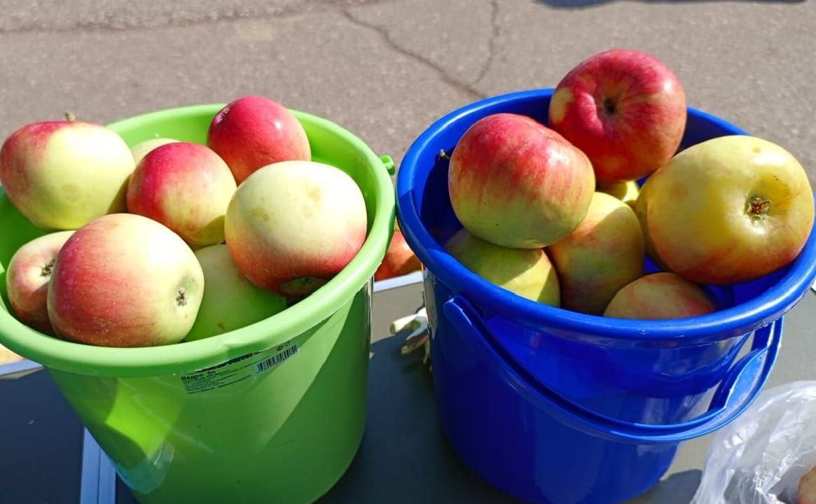 Как карамель на ветке: топ‑10 сладких сортов яблок 2026 года для средней полосы ИА KrasnodarMedia