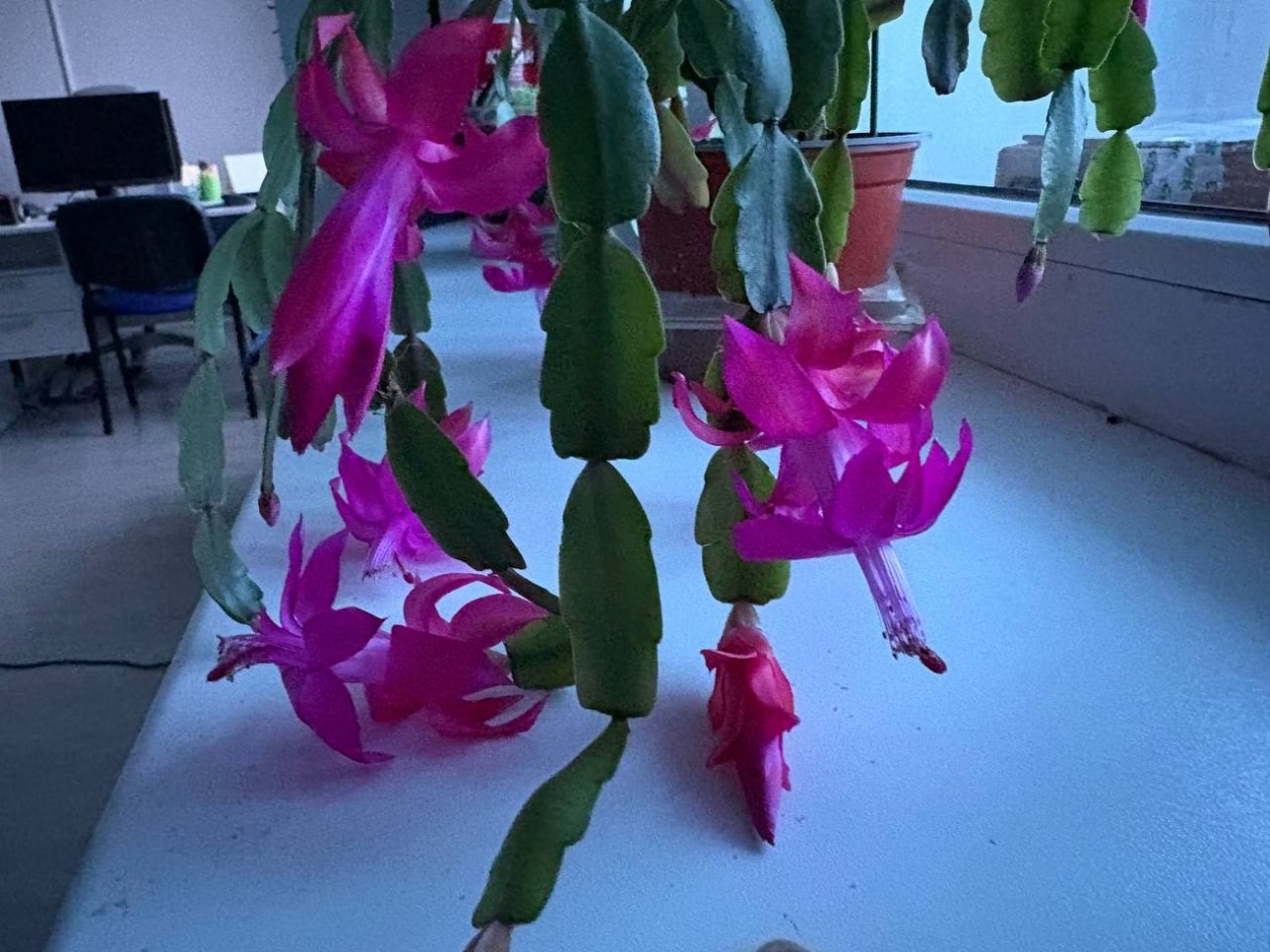 Даже чахлый декабрист оживет: по 5 капель на почку - и сухой стебель даст бурный рост ИА Stavropol.Media