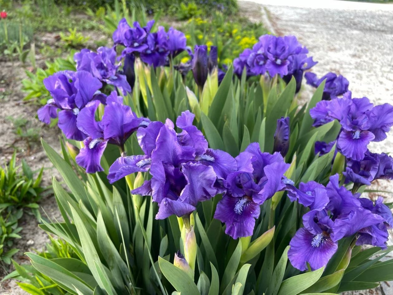 Забудьте про бархатцы: эти 3 растения цветут ярче - не боятся ни жары, ни дождя ИА KrasnodarMedia