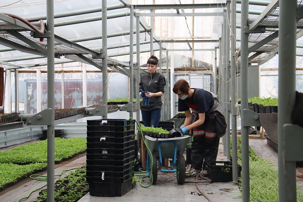 К дню рождения Хабаровска на городских прудах высадят 100 кустарников &quotсакуры&quot Пресс-служба администрации Хабаровска