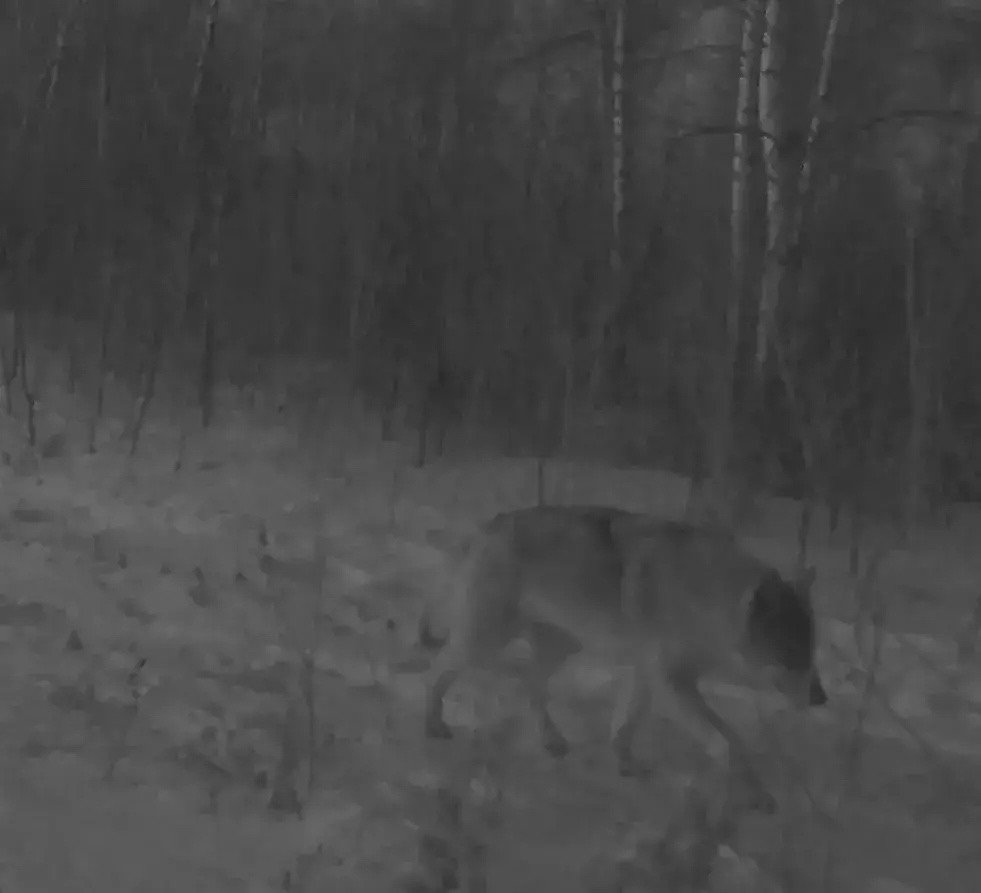 Волк Минприроды Забайкалья