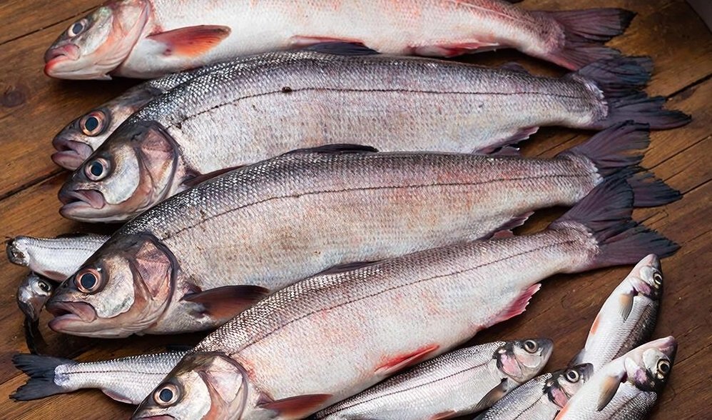 Тематическое фото GigaChat