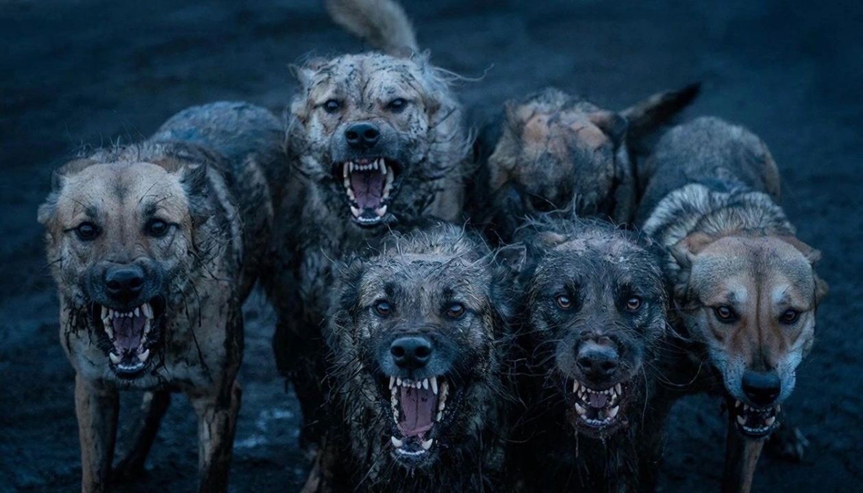 Что делать при нападении собак — разбор ситуации в Иркутской области Kandinsky by Sber AI (18+)