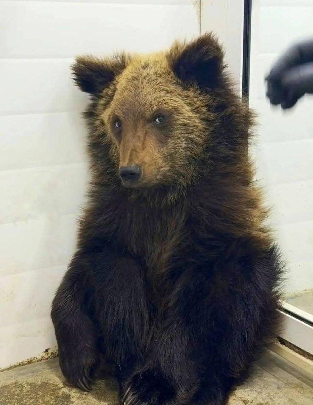 Найденный на КБЖД медвежонок Ежик мог потерять мать из-за браконьеров Тг-канал (18+) питомника &quotК9&quot