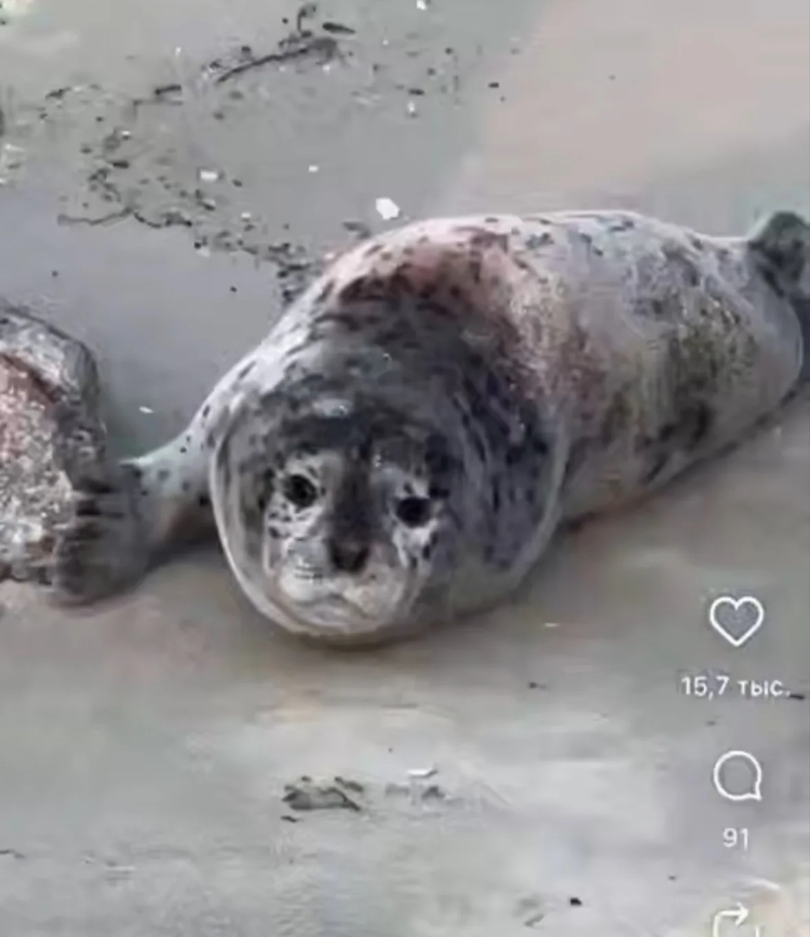 tg-канал (18+) svodka25