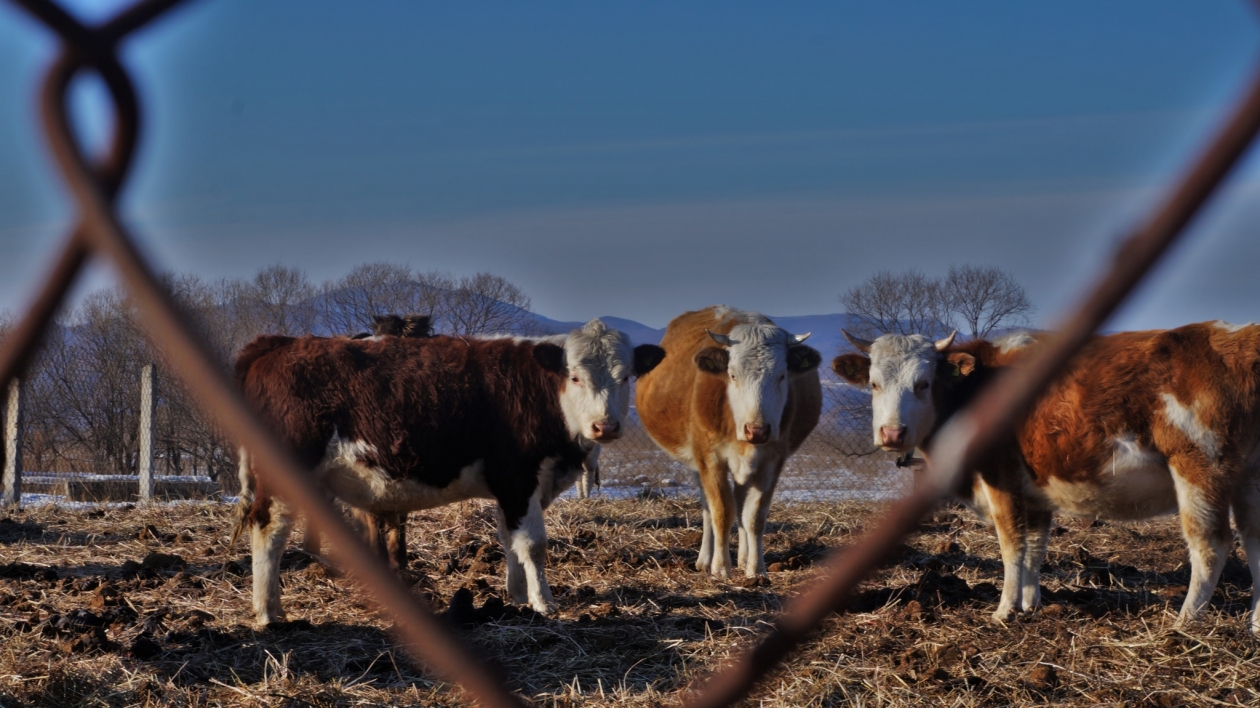 Карантин по бруцеллёзу ввели в подворьях двух округов Ставрополья Ольга Брютова, ИА UssurMedia