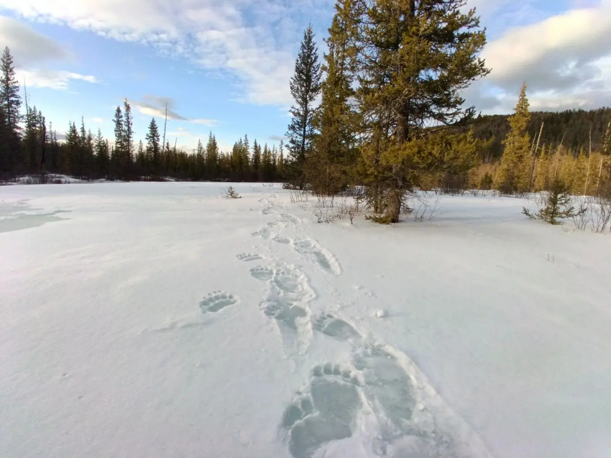 Следы медведя Александра Бузинова