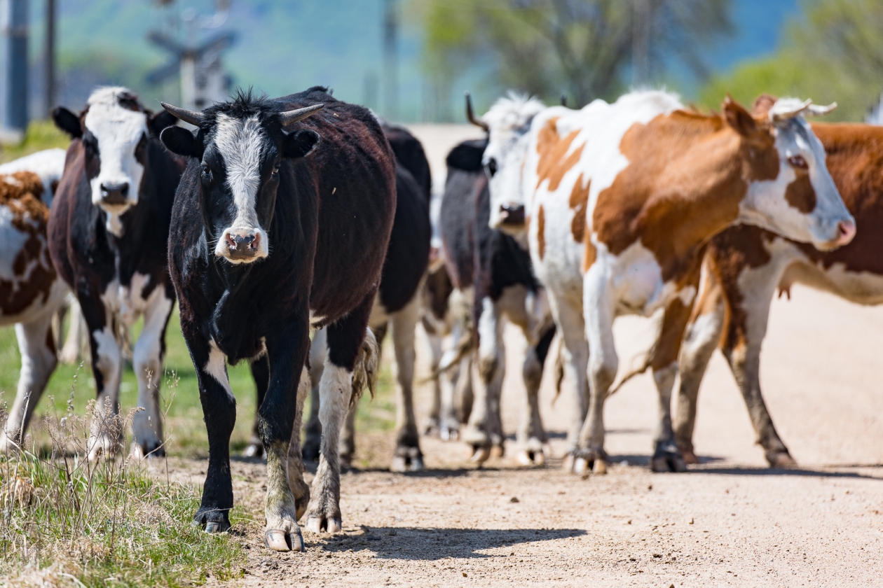 Начнется вакцинация животных Илья Аверьянов, ИА PrimaMedia