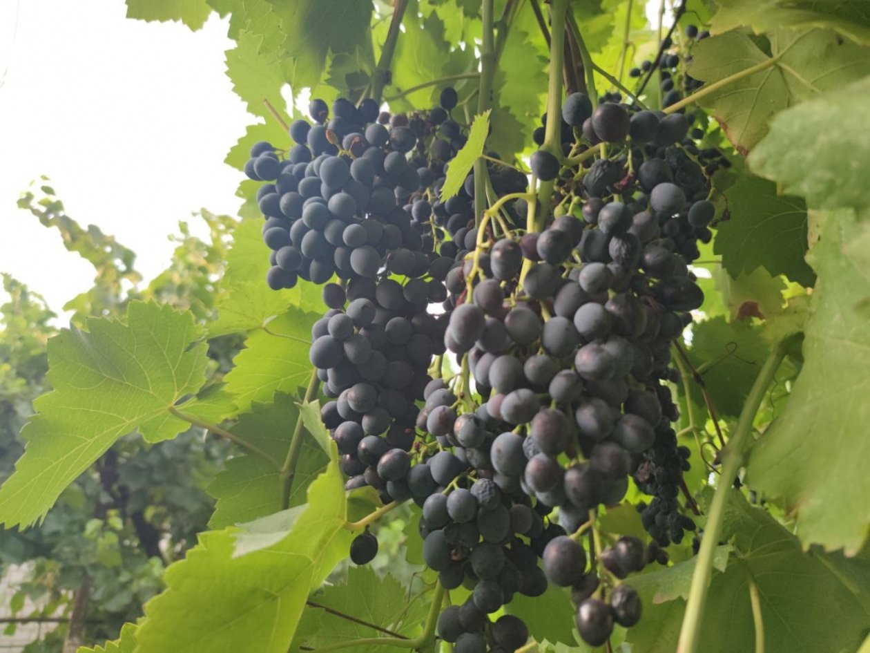 С 1 апреля винограду - срочно: обрабатываем в 2 этапа лозу - тля убегает как от чумы ИА KrasnodarMedia