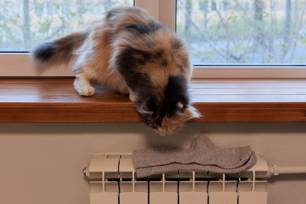 Тематическое фото ИА OmskMedia