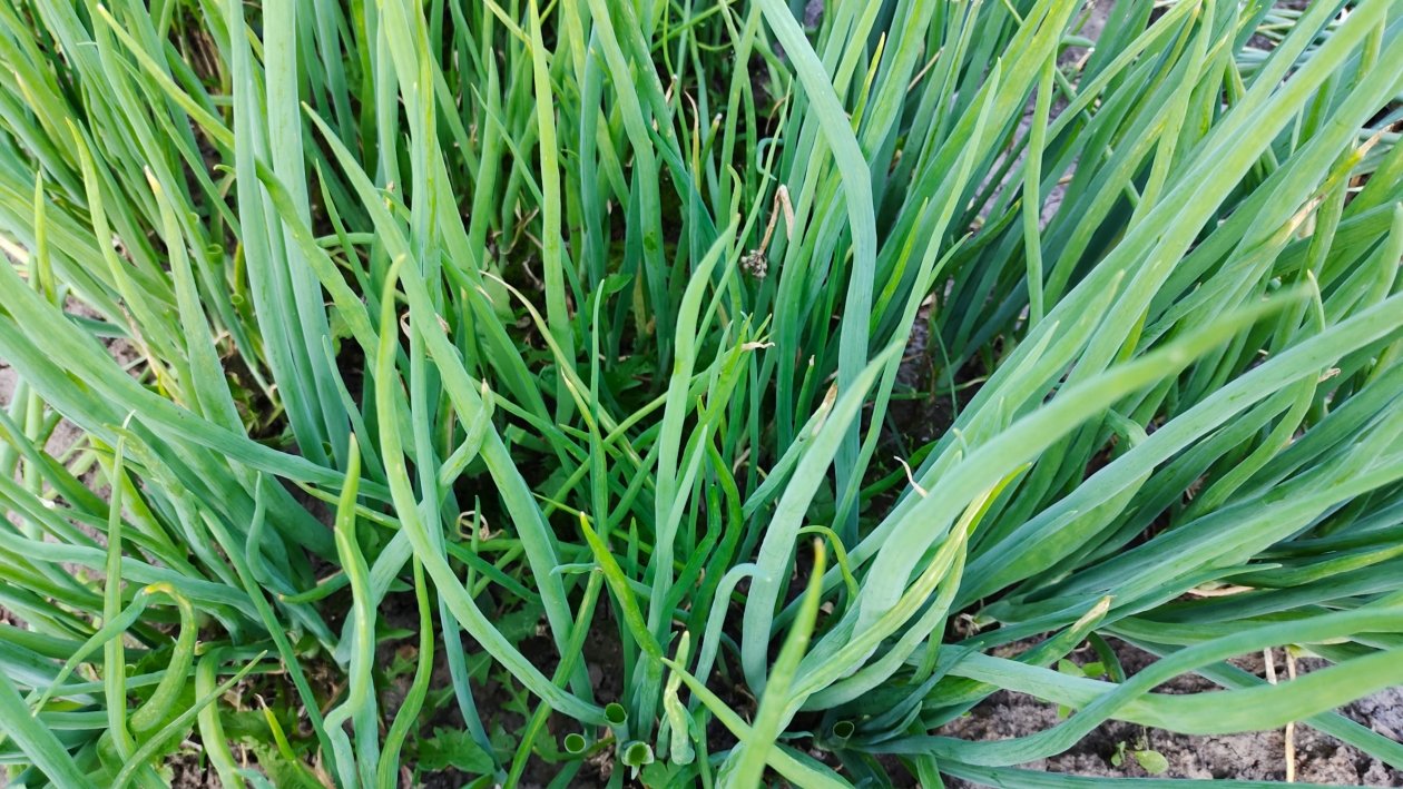 Батун Автора