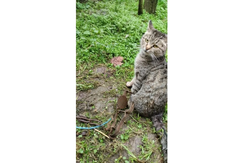 Попавшей в капкан кошке помогли спасатели в селе на Ставрополье ПАСС СК