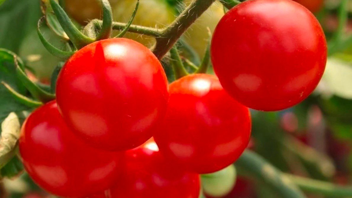 Посадил черри-гигант - и собрал с одного куста 100 помидоров со вкусом сладкого попкорна ИА Stavropol.Media