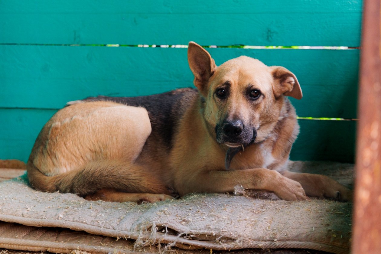 Отлов, карантин, регистрация: комплексный подход к животным в Якутии Евгений Кулешов, ИА PrimaMedia.ru