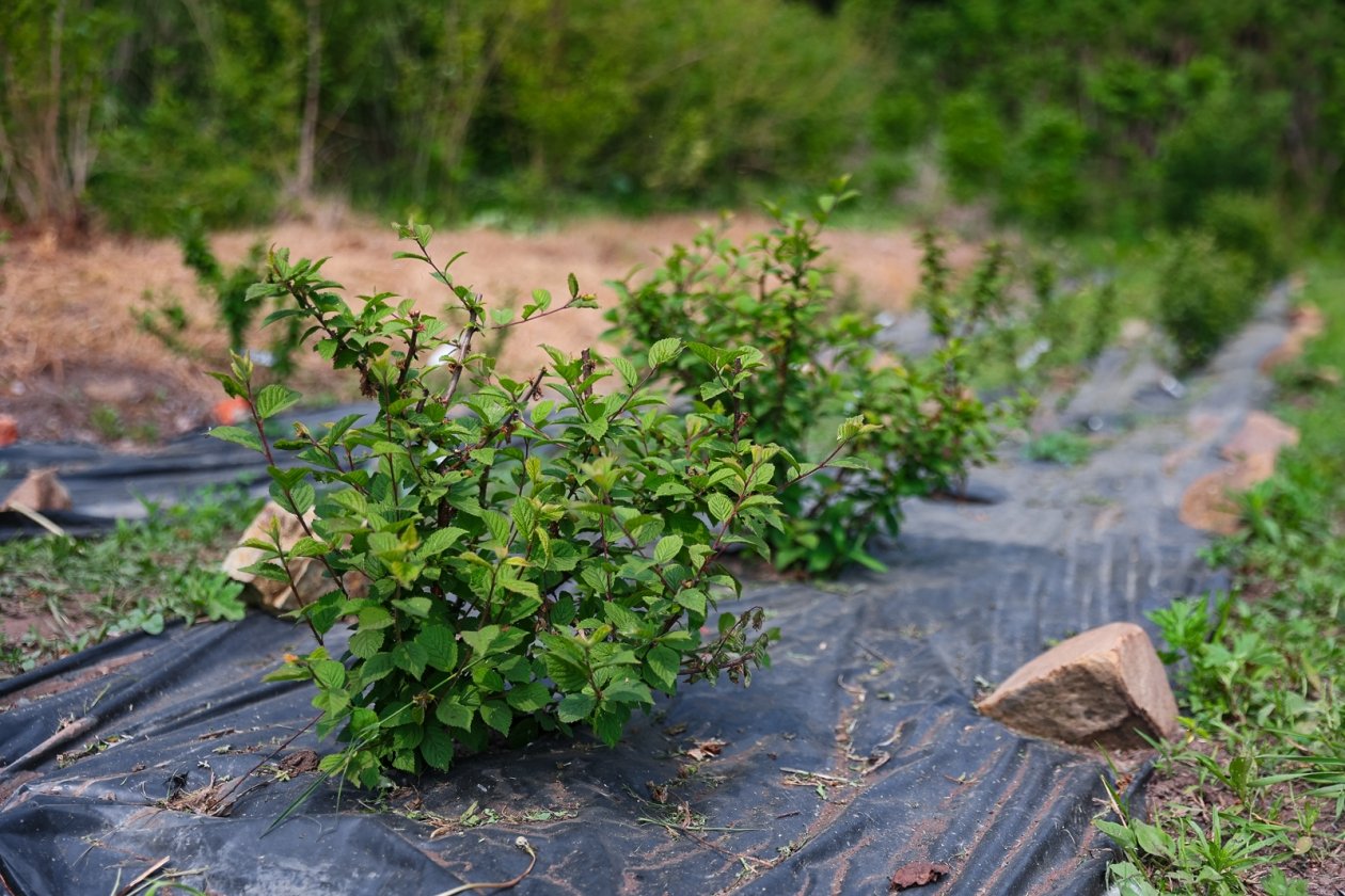 В Краснодаре школьники и детсадовцы высадят более 1,6 тысячи деревьев Илья Аверьянов, ИА Primamedia