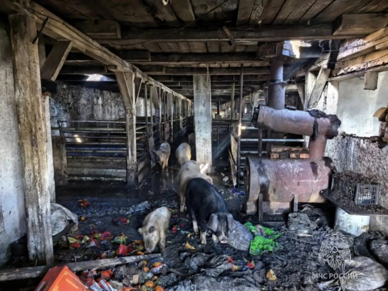 Свиноферма канала в МАХ (6+) ГУ МЧС по Забайкалью