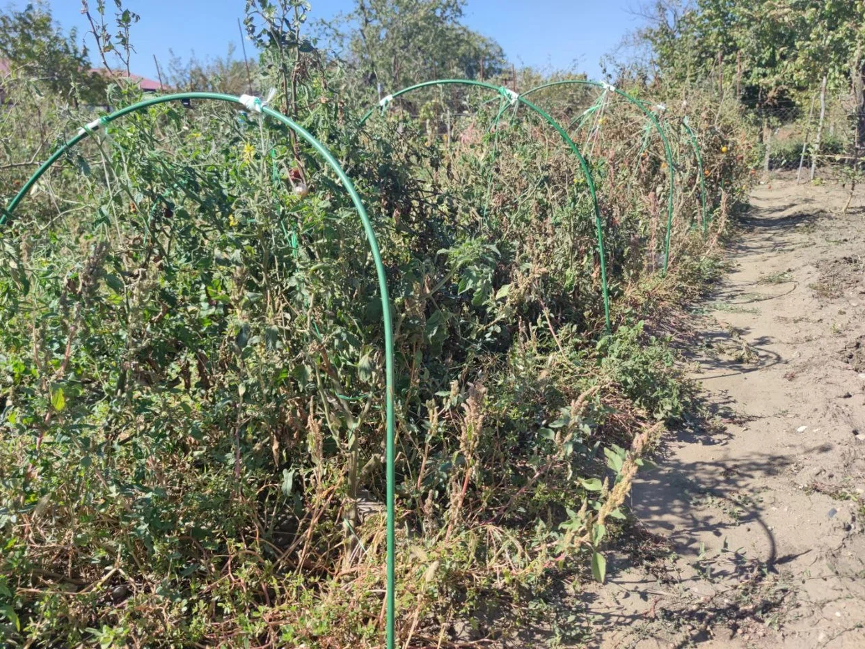 Названы суммы штрафов за сорняки и мусор, которые оставят без пенсии ИА SochiMedia