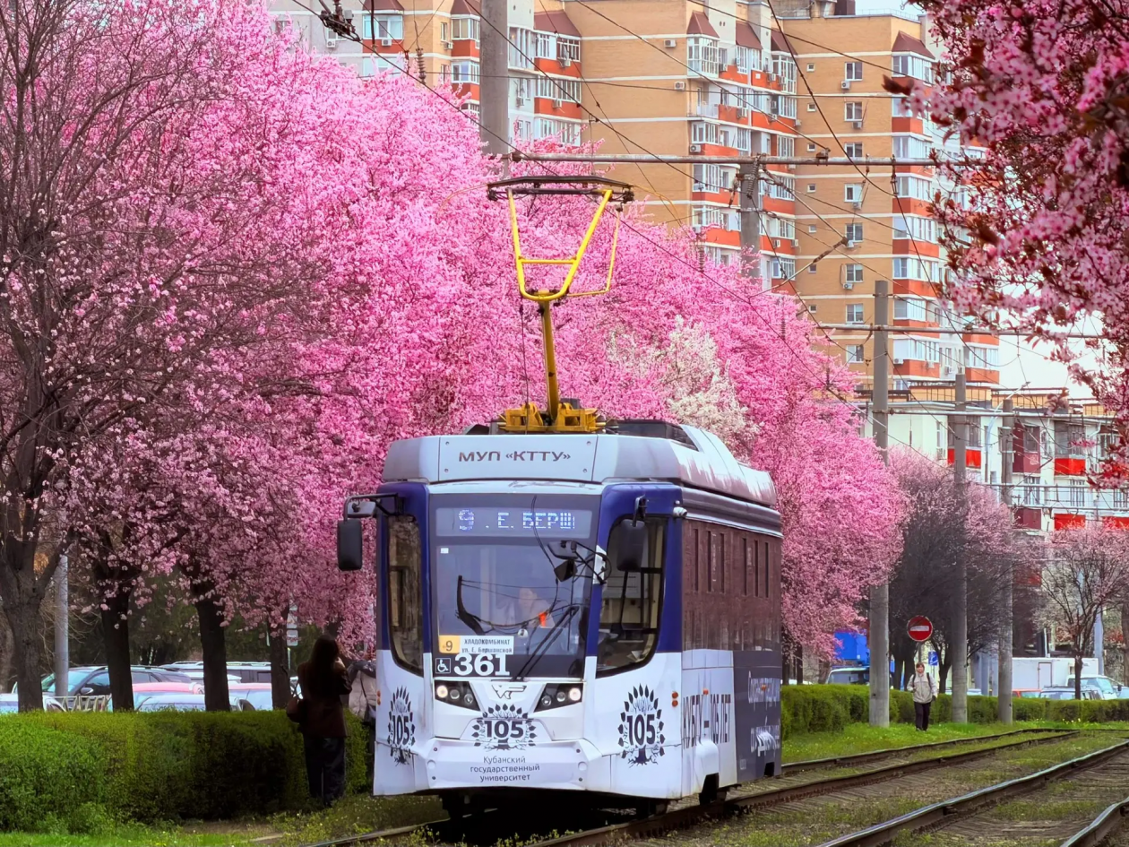 Яркие деревья сливы Писсарди расцвели в Краснодаре t.me/deptrans_krd, ub3rcactus
