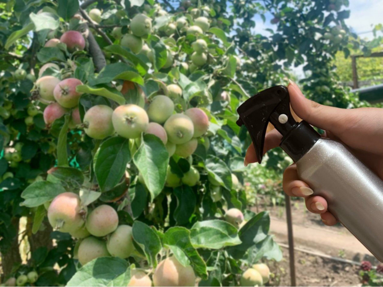 500 гр. на 5 л. - и гнилых яблок не будет: чем нужно опрыскать яблони в середине весны ИА KrasnodarMedia