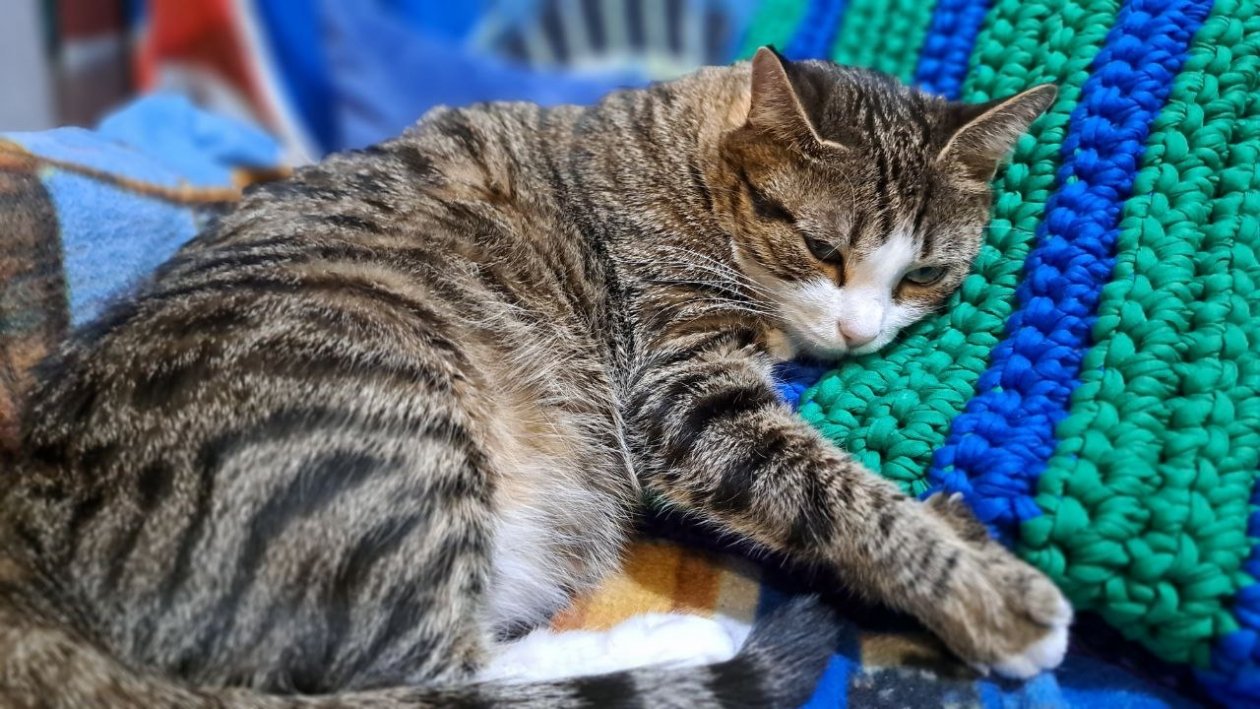 Проигнорировал этот симптом — и кошке пришлось удалить два зуба: вот что должно насторожить Ольга Костенко, ИА UssurMedia