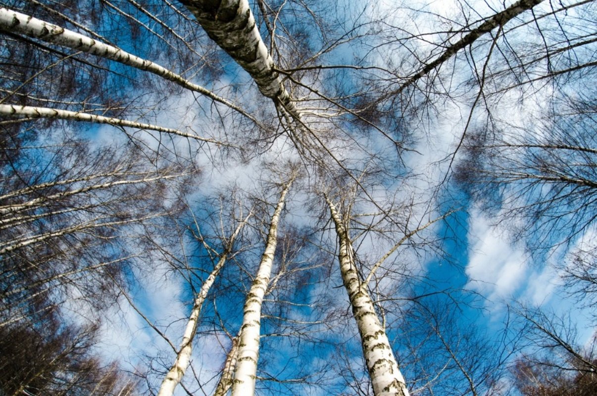 Тематическое фото pxhere.com