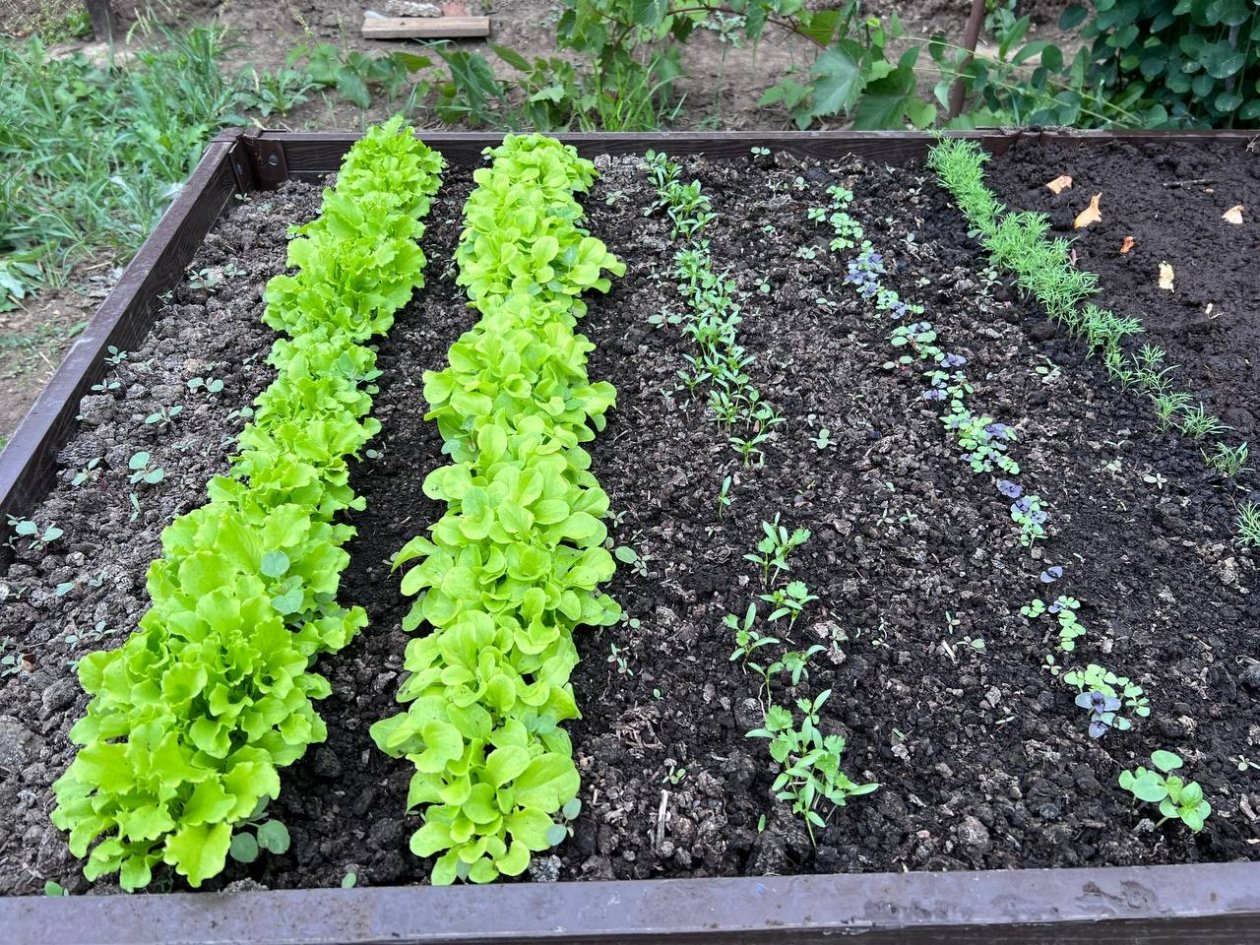 Почву превращаю в чернозем с помощью 1 средства весной - собираю гигантские урожаи осенью ИА StolicaMedia