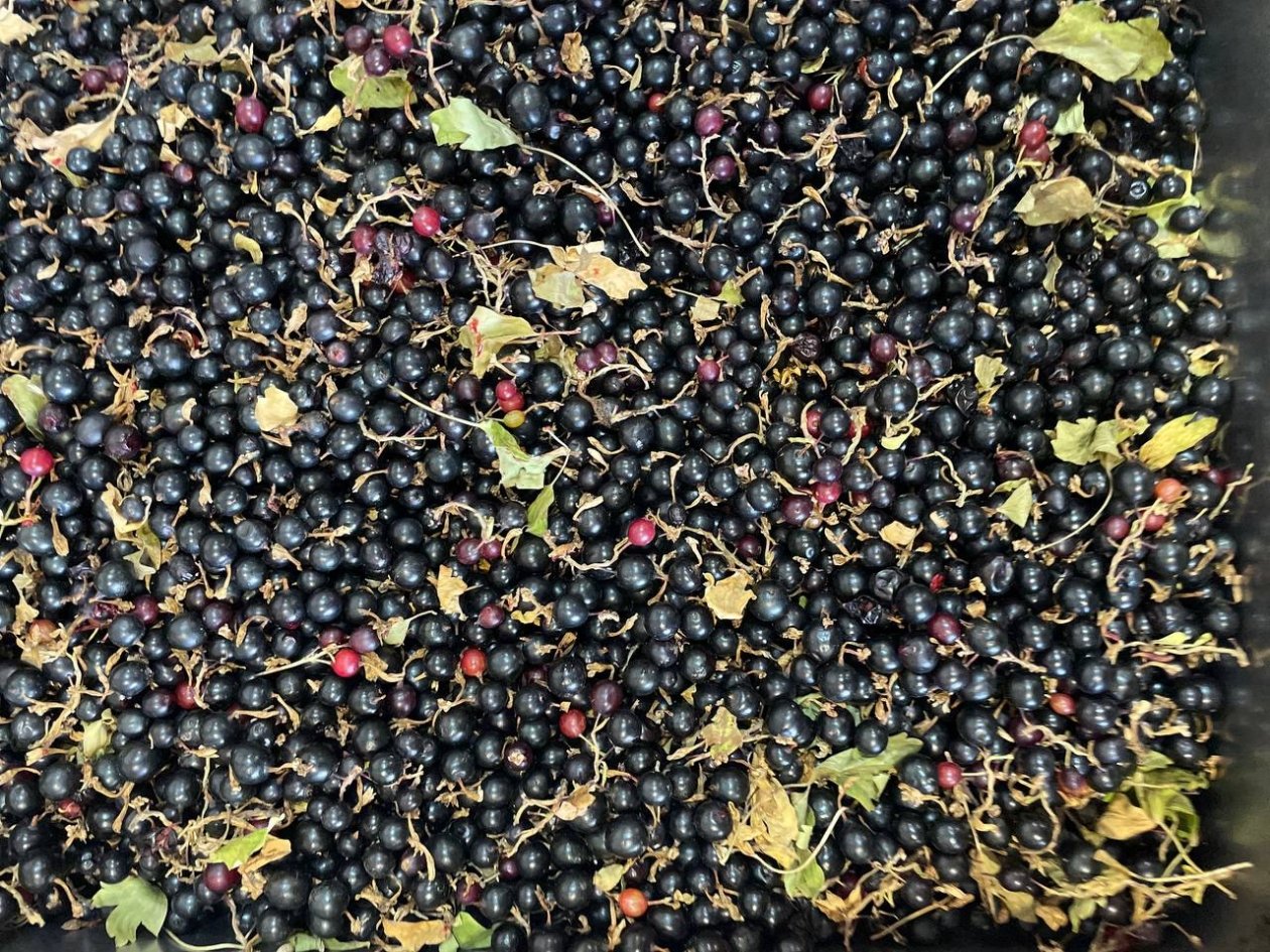 Весенний завтрак для смородины: 20 г на кв. метр - сладких ягод как звезд на небе ИА KrasnodarMedia