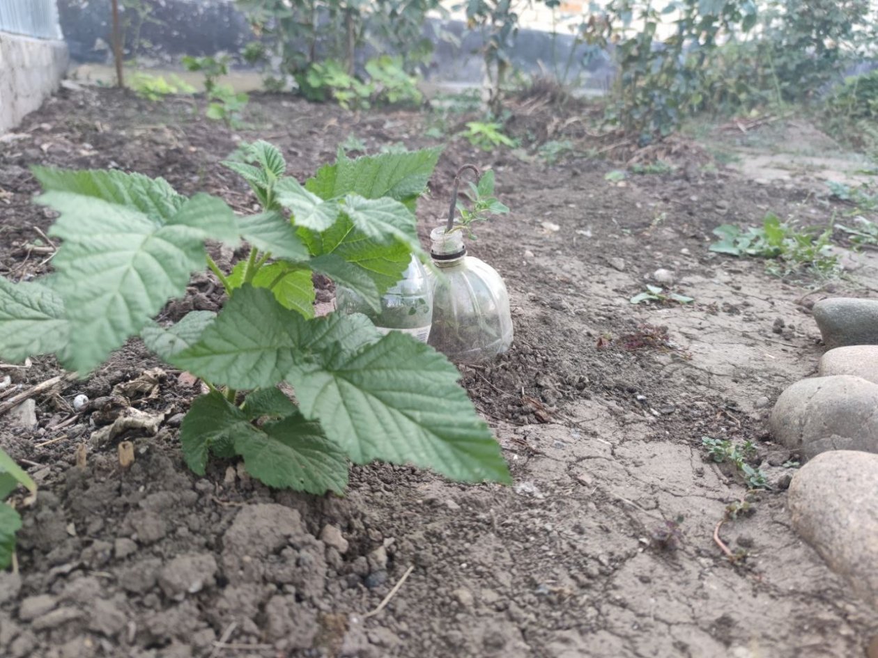 15 листочков в воду - тля исчезает за 4 часа: есть у каждого на кухне ИА Stavropol.Media