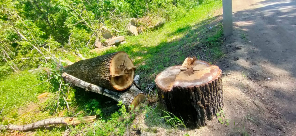 Больше не машу топором на даче: засыпал копеечный порошок в пень - и он сам превратился в труху ИА EAOMedia