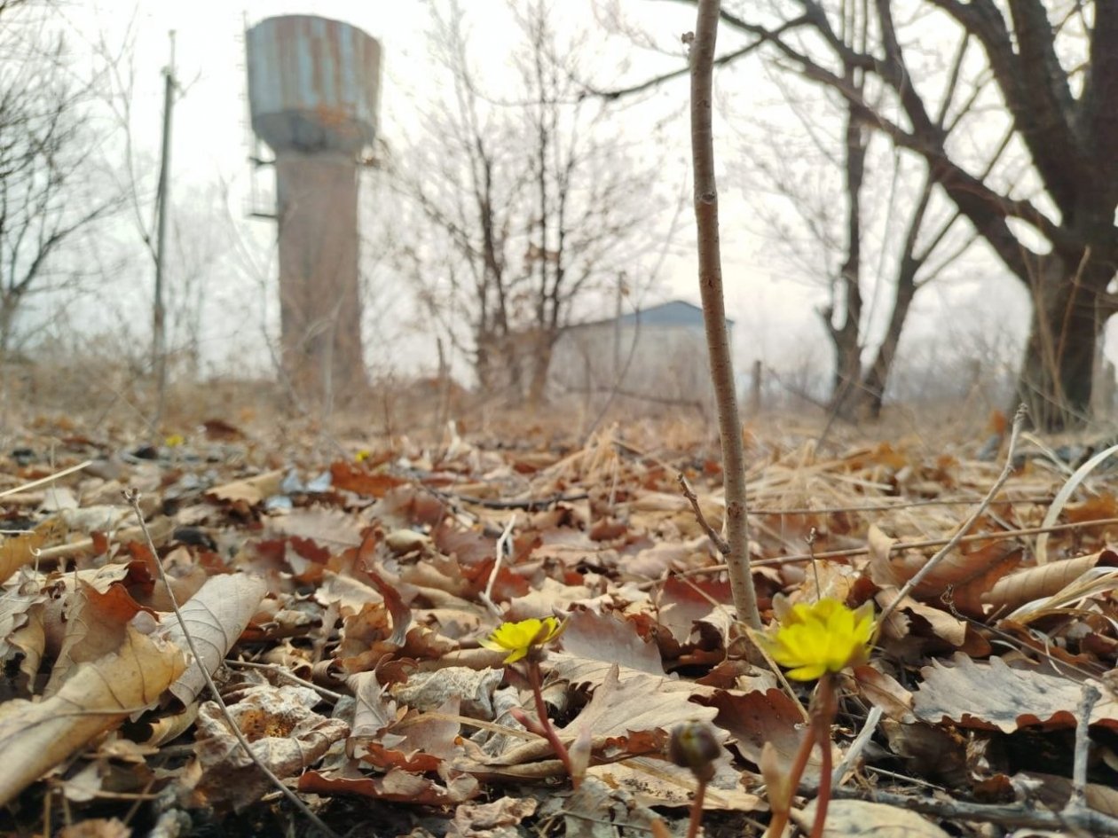 В лесах появились первые адонисы Игнат Клименко