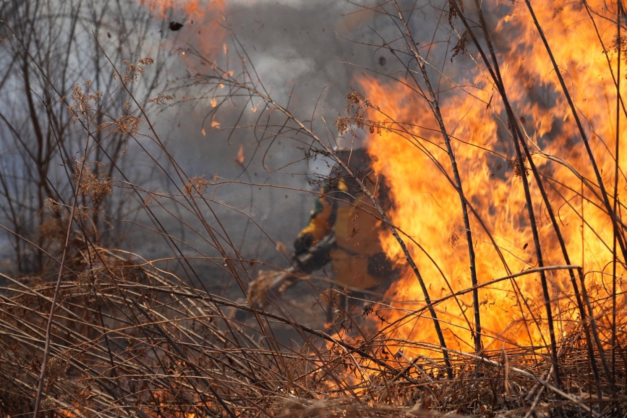 Более полутысячи гектаров выгорело в Приморье за выходные пресс-служба Министерства лесного хозяйства, охраны окружающей среды, животного мира и природных ресурсов Приморья
