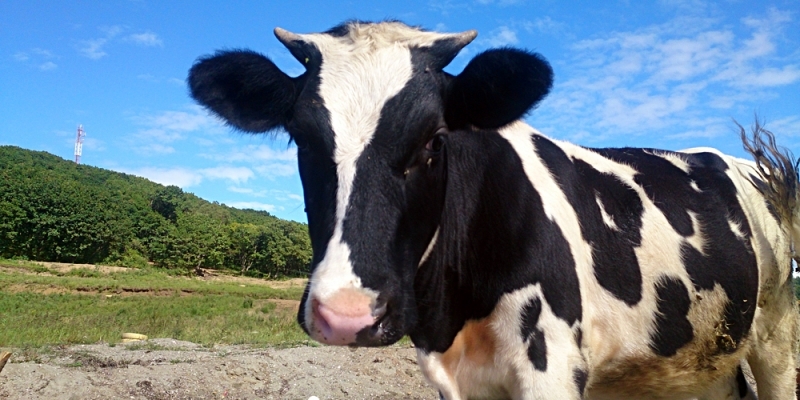 крупный рогатый скот ИА PrimaMedia