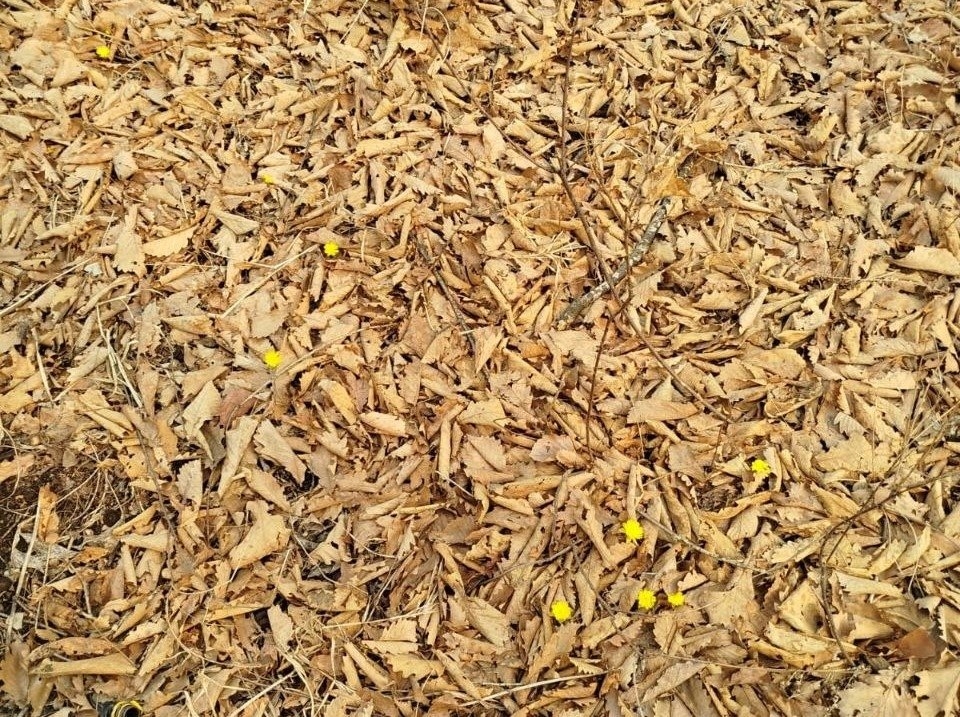 В лесах появились первые адонисы Игнат Клименко