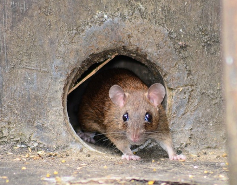 Тематическое фото pixabay.com